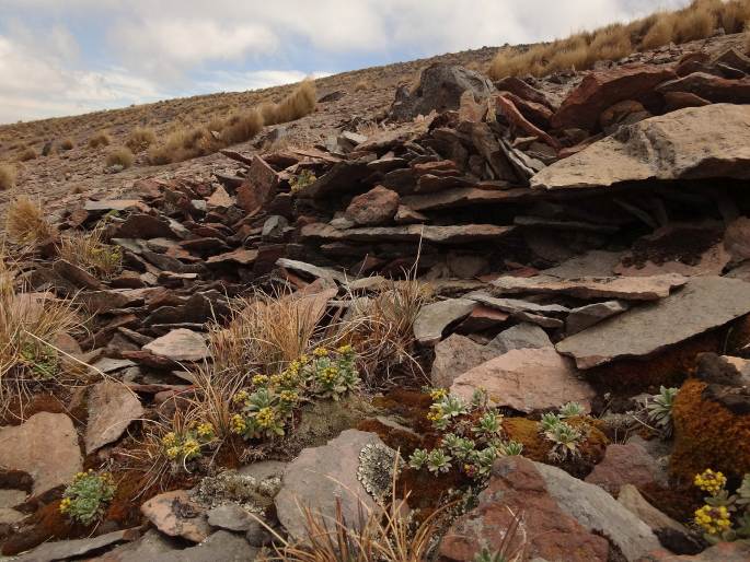 Draba nivicola