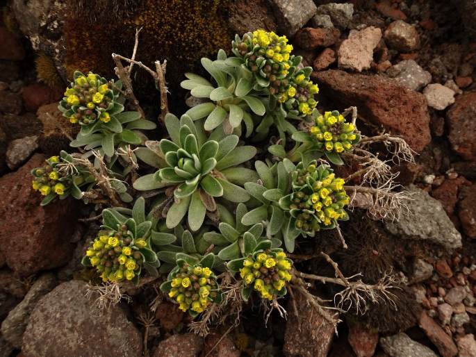 Draba nivicola