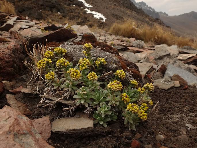 Draba nivicola