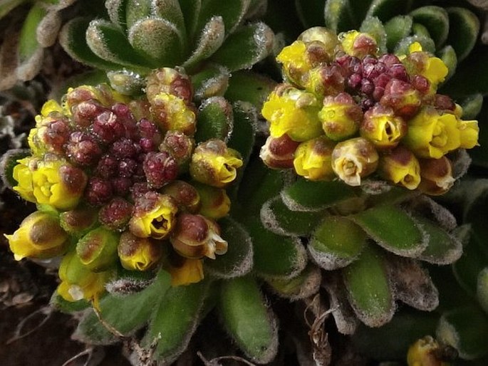 Draba nivicola