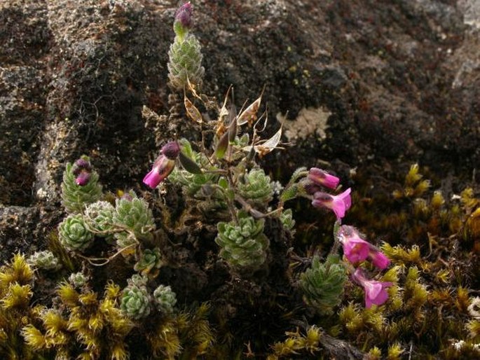 Draba steyermarkii