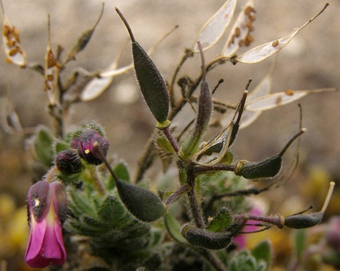 Draba steyermarkii