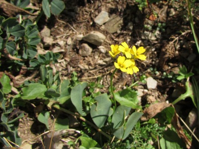 Draba hispida