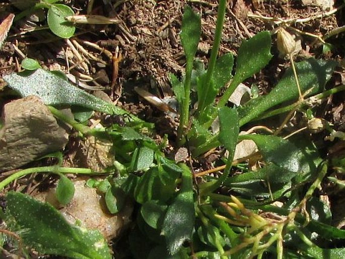 Draba hispida