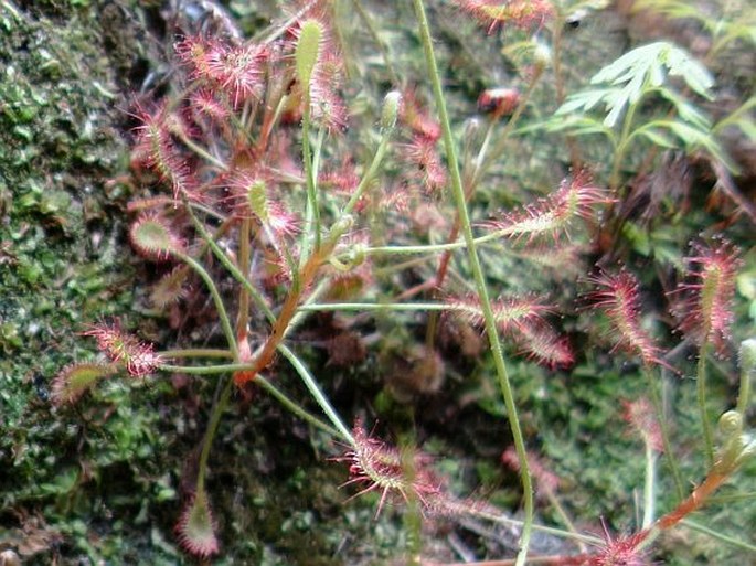 Drosera madagascariensis