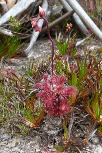 Drosera roraimae