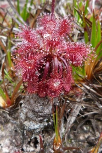 Drosera roraimae