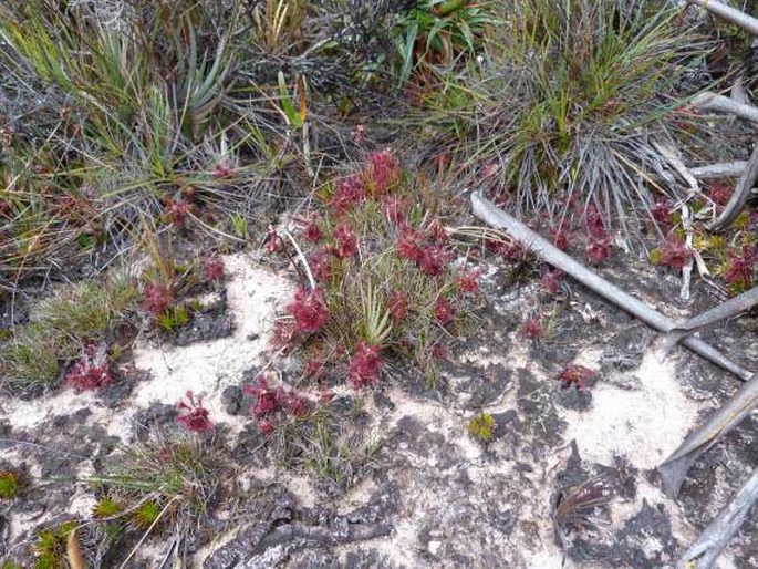 Drosera roraimae