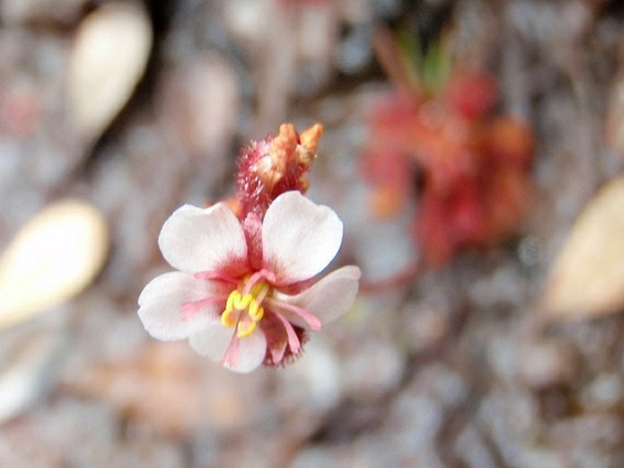 Drosera roraimae