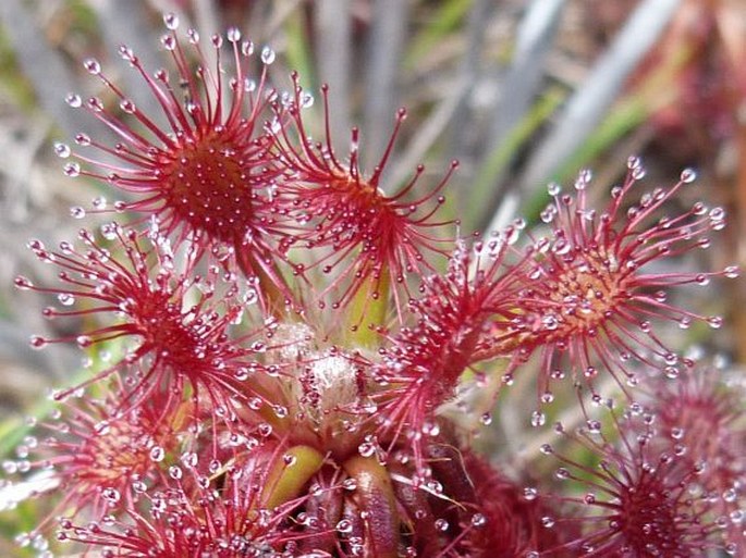 Drosera roraimae