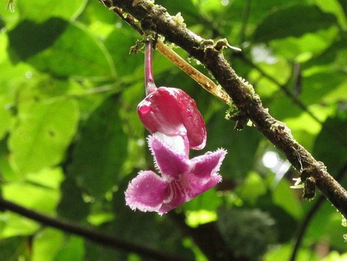 Drymonia conchocalyx