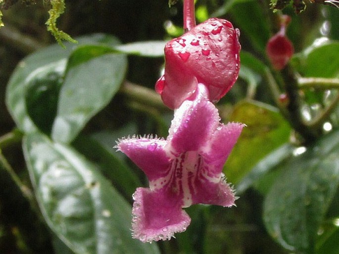 Drymonia conchocalyx