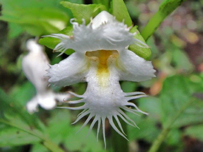 Drymonia lanceolata