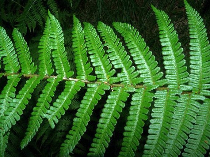 DRYOPTERIS CAMBRENSIS (Fraser-Jenk.) Beitel et W. R. Buck -  kapraď kambrická / papraď