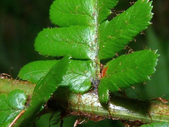 Dryopteris cambrensis