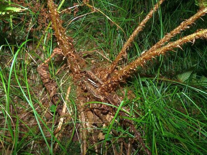 Dryopteris cambrensis