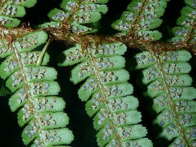 Dryopteris cambrensis