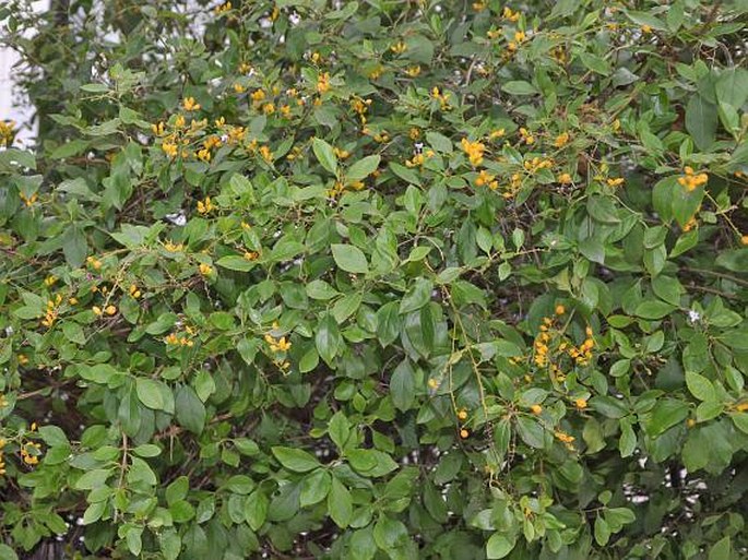 Duranta erecta