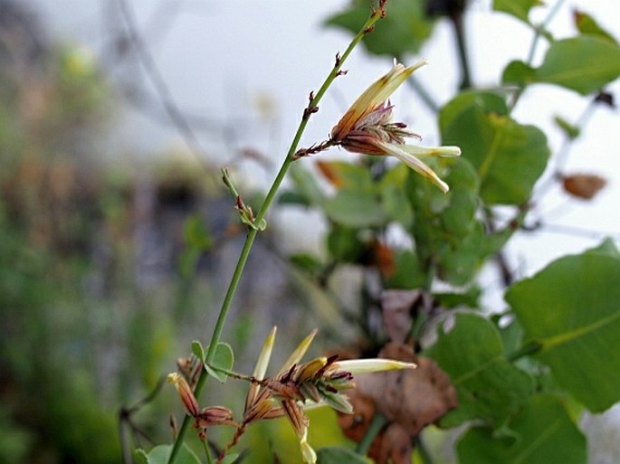 DYEROPHYTUM INDICUM (Gibbs ex Wight) Kuntze