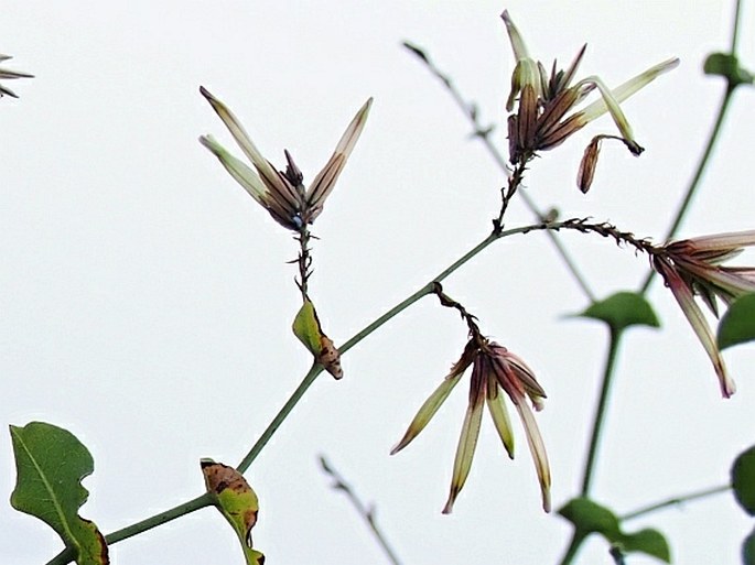 Dyerophytum indicum