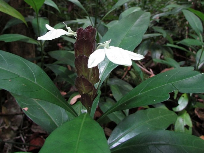 ECBOLIUM LIGUSTRINUM (Vahl) Vollesen