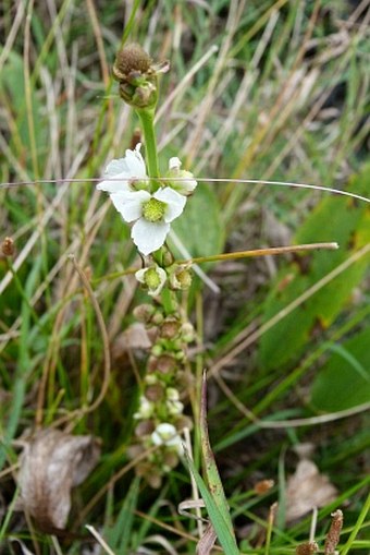 Echinodorus andrieuxii