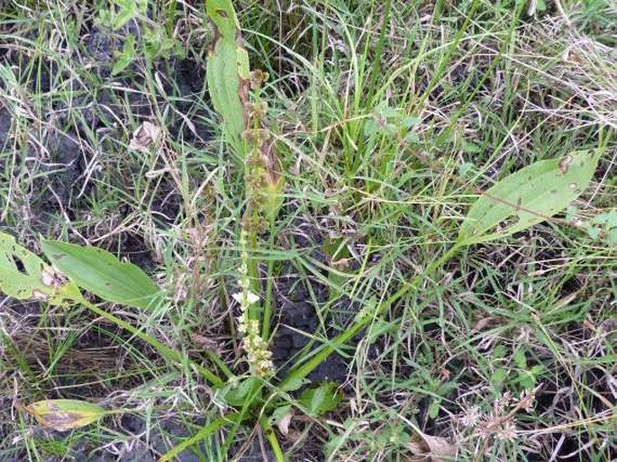 Echinodorus andrieuxii