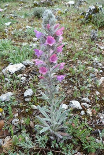 Echium albicans