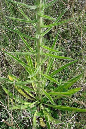Echium italicum