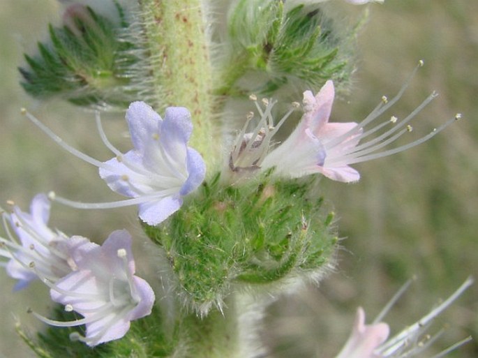 Echium italicum