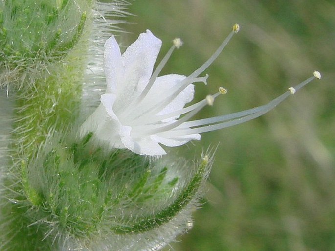 Echium italicum