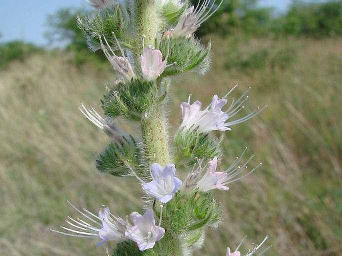 Echium italicum