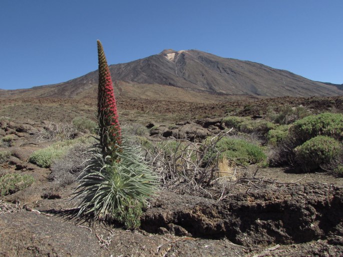 Echium wildpretii