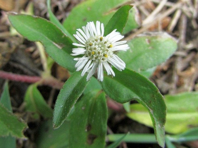 Eclipta prostrata