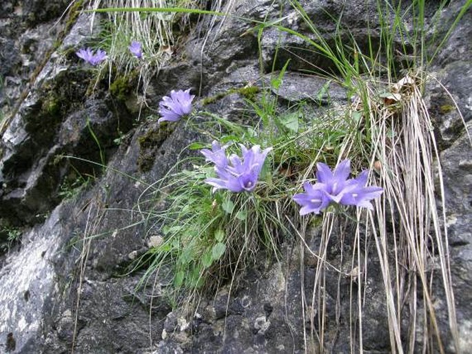 Edraianthus kitaibelii