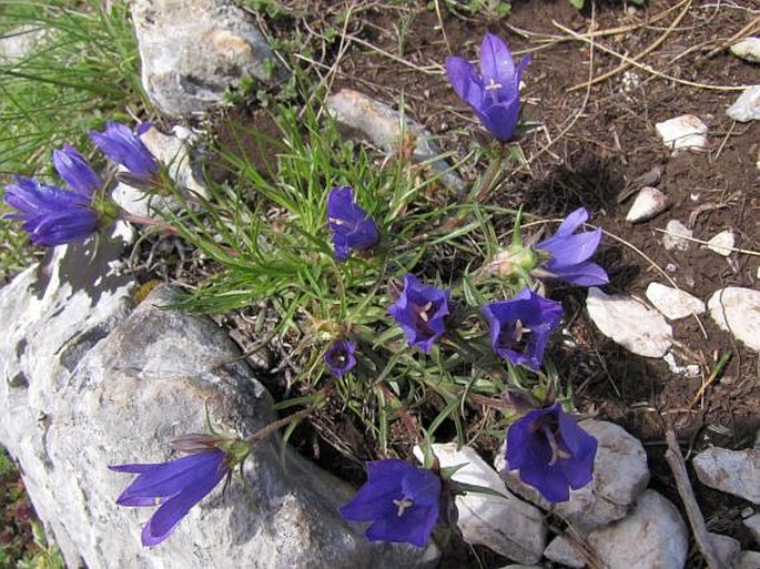 Edraianthus montenegrinus