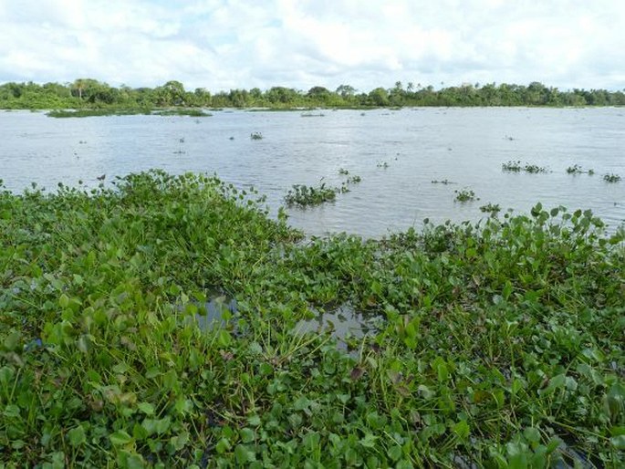 Eichhornia azurea