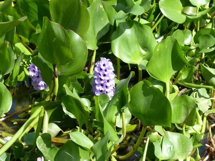 Eichhornia azurea