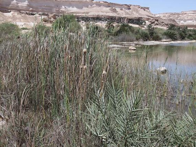 Eleocharis geniculata