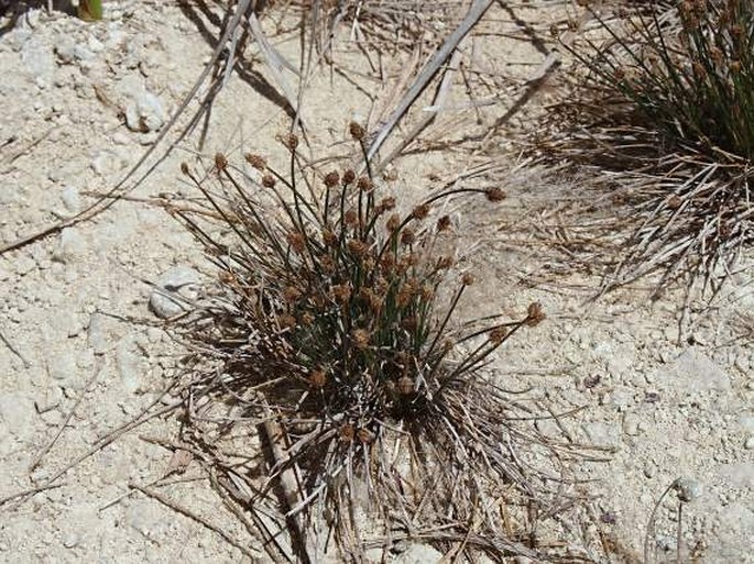 Eleocharis geniculata