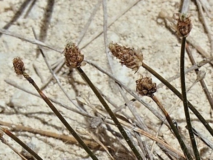 Eleocharis geniculata