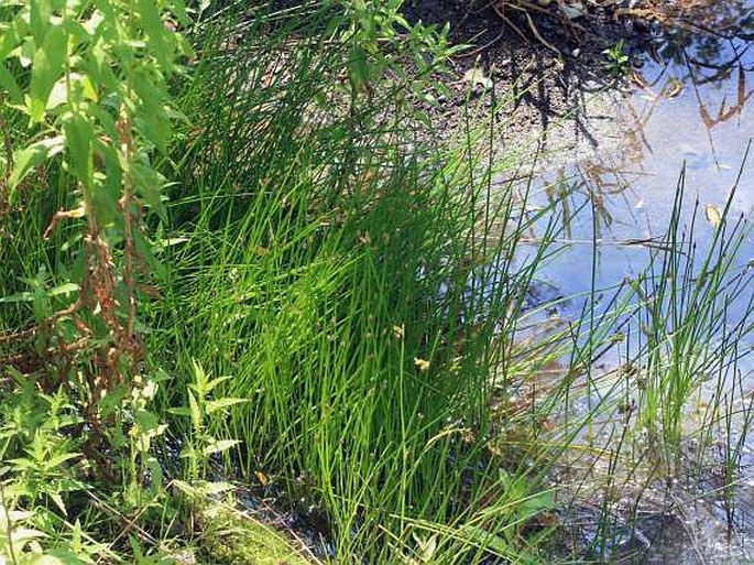 Eleocharis mamillata subsp. austriaca