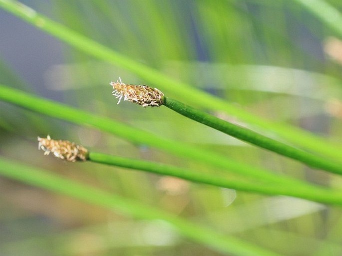 Eleocharis mamillata subsp. austriaca