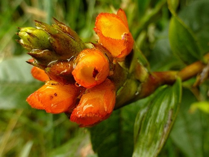 Elleanthus aurantiacus