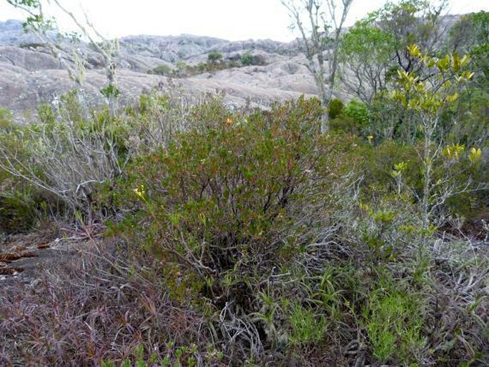 Nematostylis anthophylla