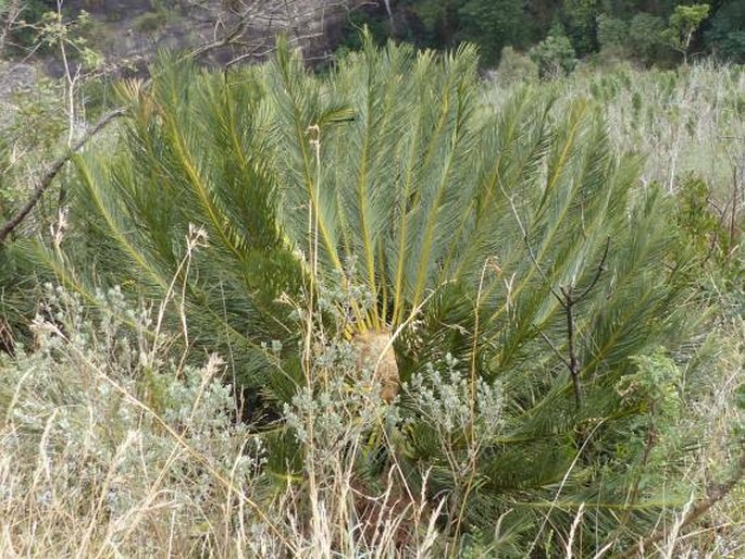 ENCEPHALARTOS GHELLINCKII Lem. - píchoš