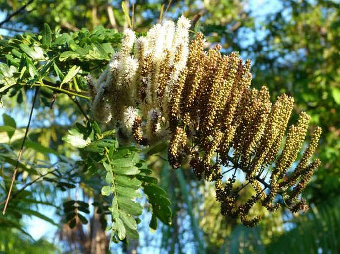 ENTADA POLYSTACHYA (L.) DC. – potuta