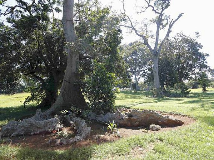 Entebbe Botanic Gardens