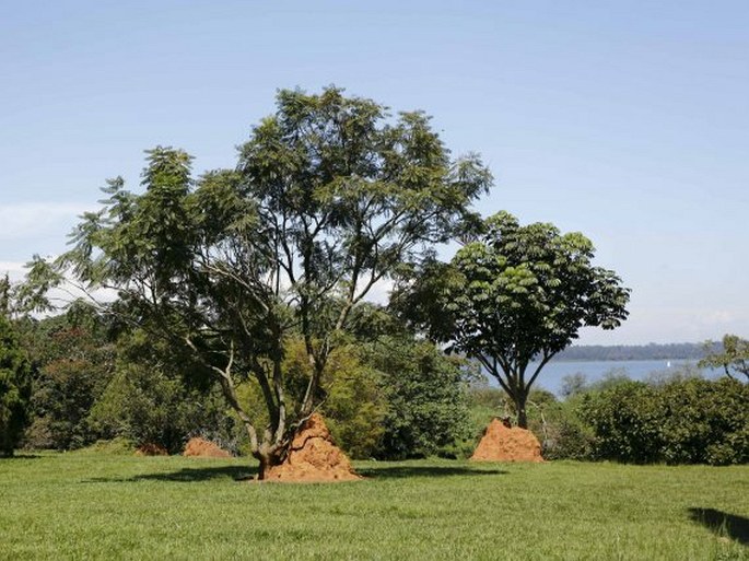 Entebbe Botanic Gardens