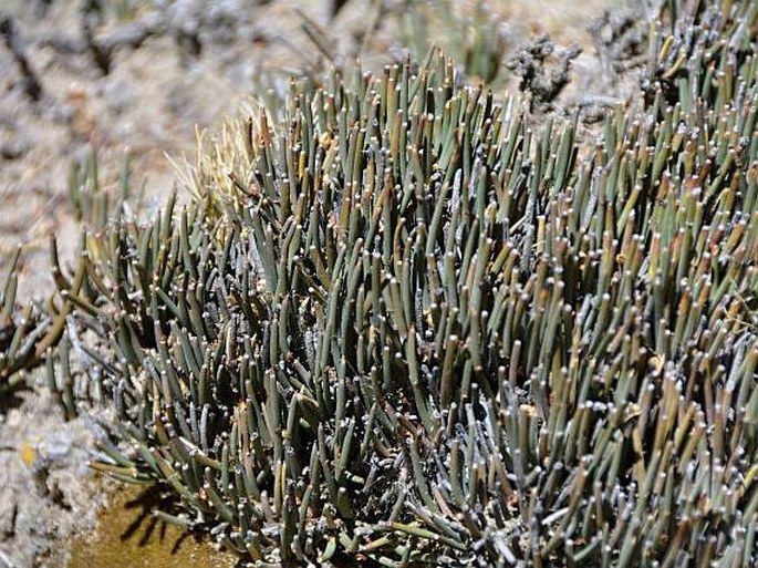 Ephedra americana